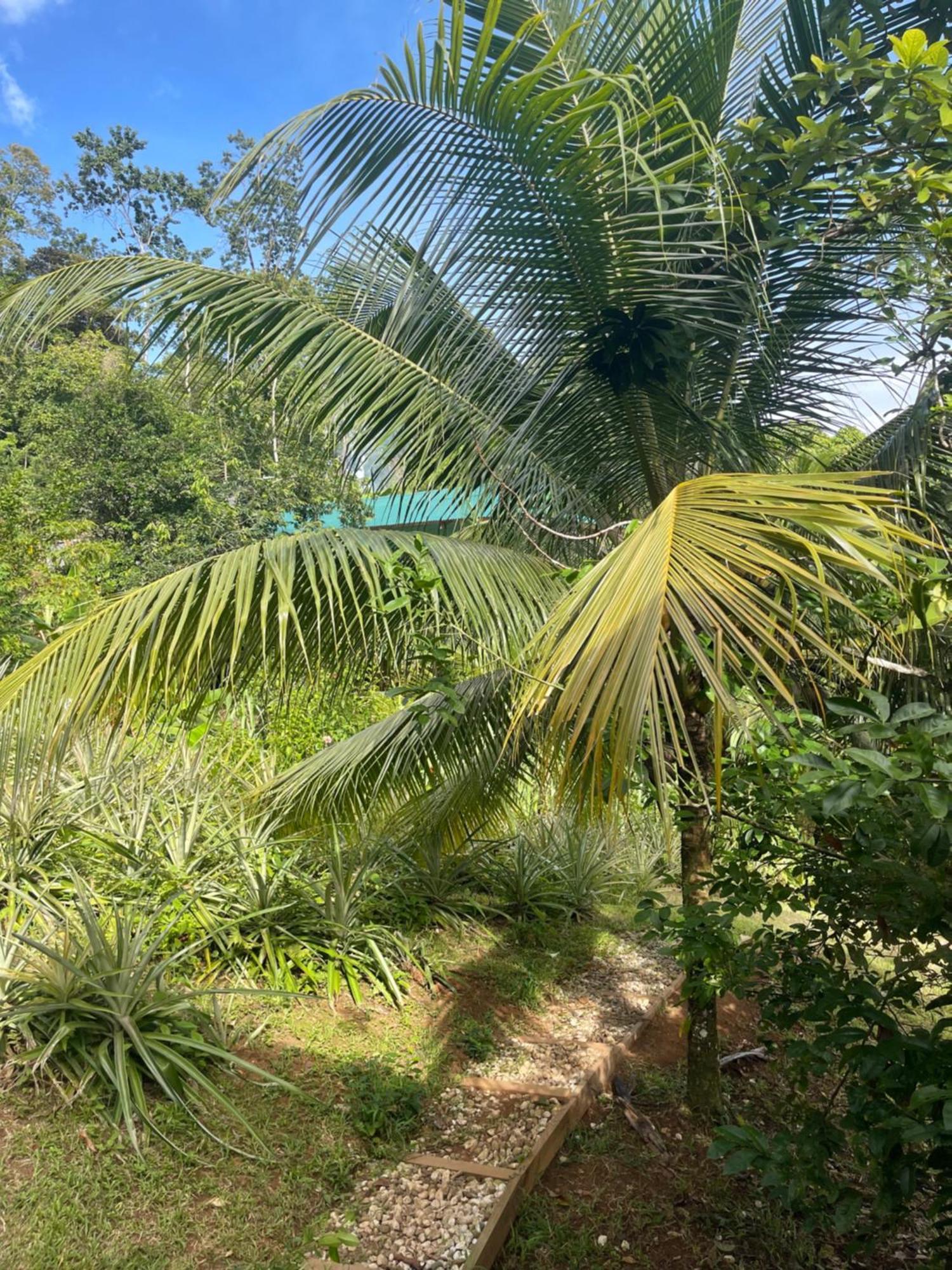 Hotel Ponci'S Gate To Gaia Holistic Center Bocas del Toro Exterior foto